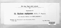 Rhytisma amphigenum image